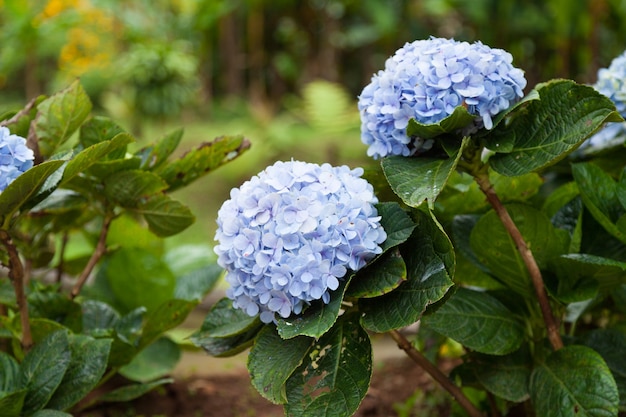 紫の花