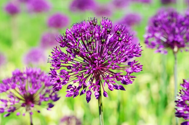 Purple flowers