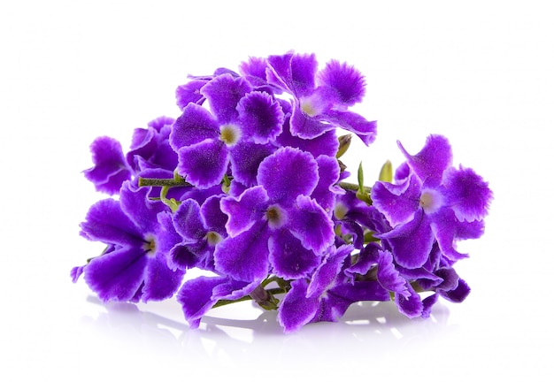 Purple flowers