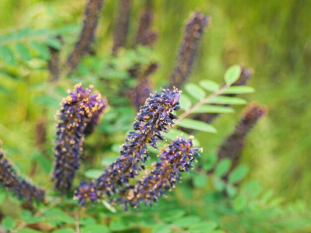 Purple flowers