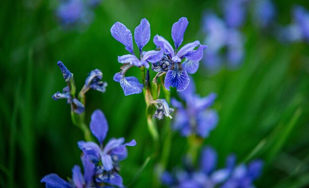 Purple flowers