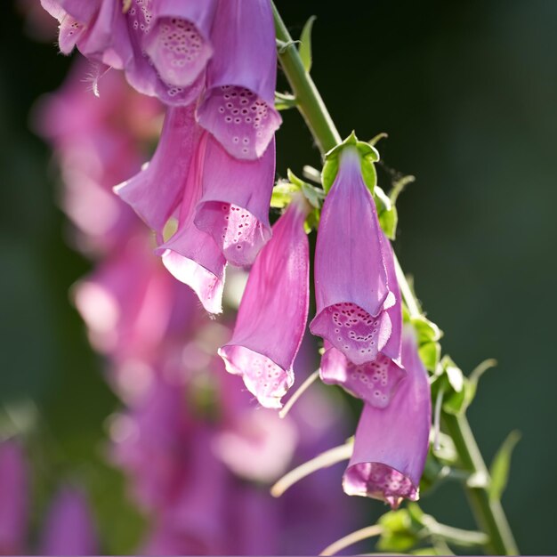 Purple Foxgloves blooming in its natural environment in summer Digitalis purpurea growing in a botanical garden in nature Flowering plants blossoming in a field in spring Flora flourishing in yard