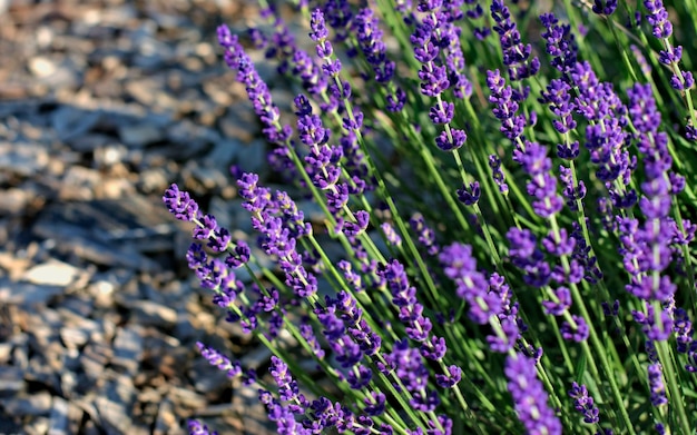 Purple, fragrant and blooming buds of lavender flowers on a sunny day.