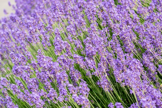 Purple,fragrant and blooming buds of lavender flowers on a sunny day.