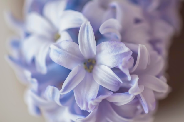 Purple fragrant hyacinth flower in full bloom