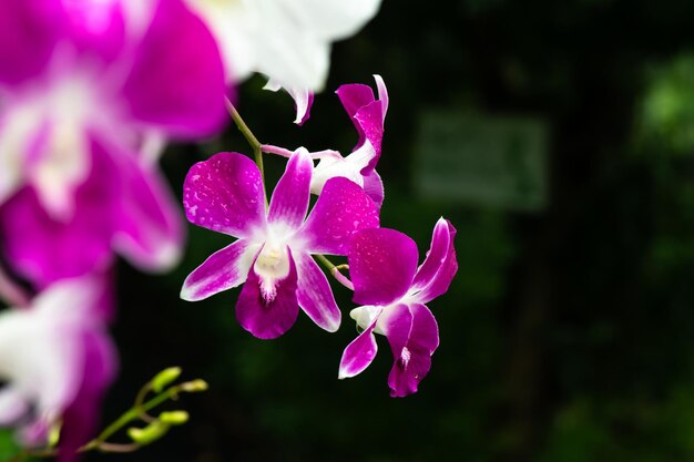 庭の紫色の新鮮な蘭の花