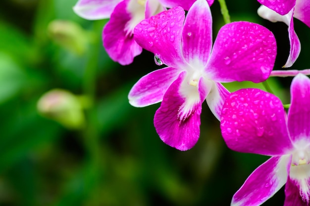 庭の紫色の新鮮な蘭の花