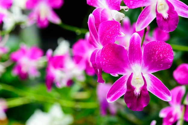 Фиолетовые свежие цветы орхидей в саду