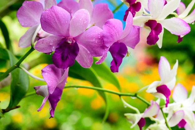 写真 庭の紫色の新鮮な蘭の花