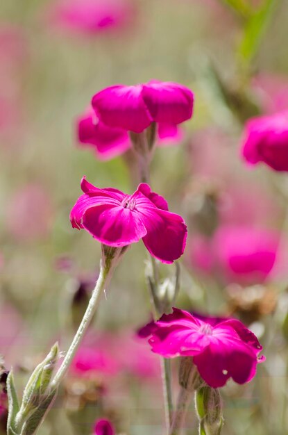 purple fuchsia or lilac flowers closeup vertical with copyspace