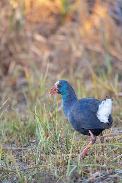 보라색 Gallinule Porphyrio porphyrio 그라나다 스페인