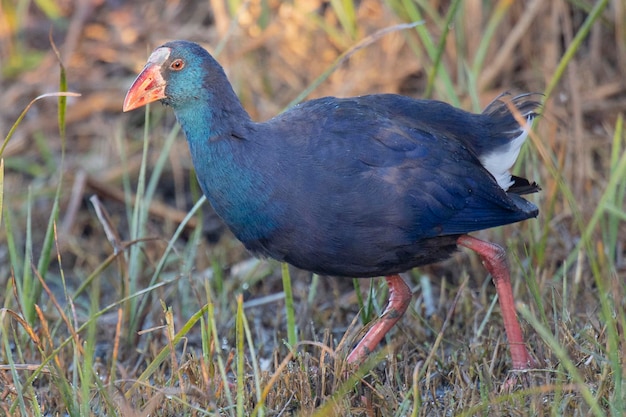 보라색 Gallinule Porphyrio porphyrio 그라나다 스페인