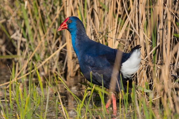 보라색 Gallinule Porphyrio porphyrio 그라나다 스페인