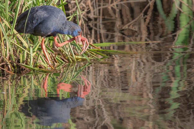 Photo purple gallinule in a wild lagoon