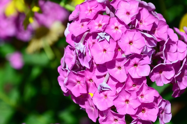 보라색 정원 플록스 paniculata, 핑크 꽃 여름 배경