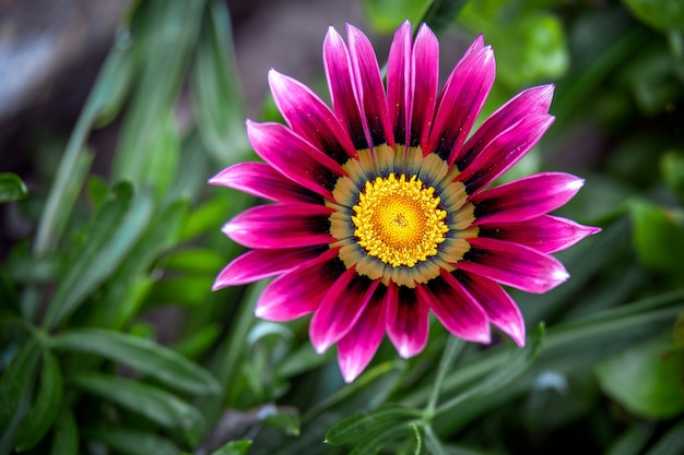 Purple Gazania flowering in an English garden