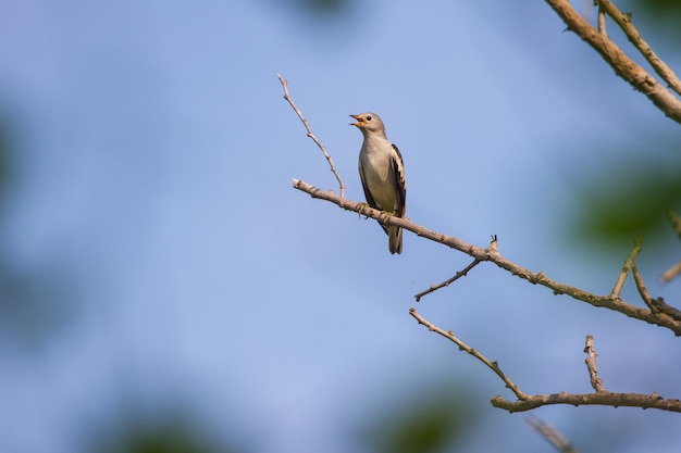 Purple-gesteunde Starling-zitting op een tak in bos