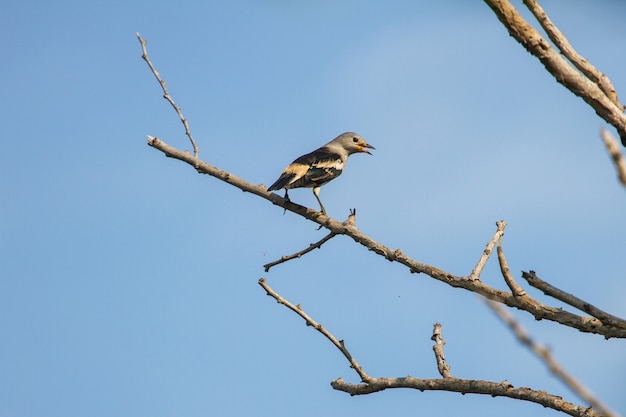 Purple-gesteunde Starling-zitting op een tak in bos