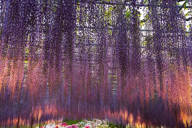 Purple Giant Miracle Wisteria bloesem latwerk The Great Wisteria Festival in Ashikaga Flower Park