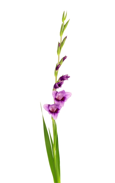 Fiori di gladiolo viola isolati su sfondo bianco. bellissimi fiori estivi.