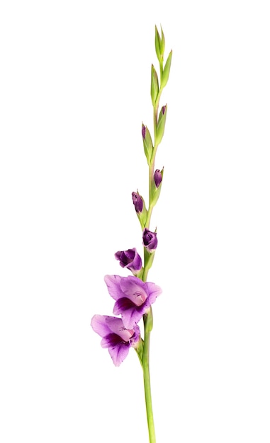 白い背景に分離された紫色のグラジオラスの花。美しい夏の花。