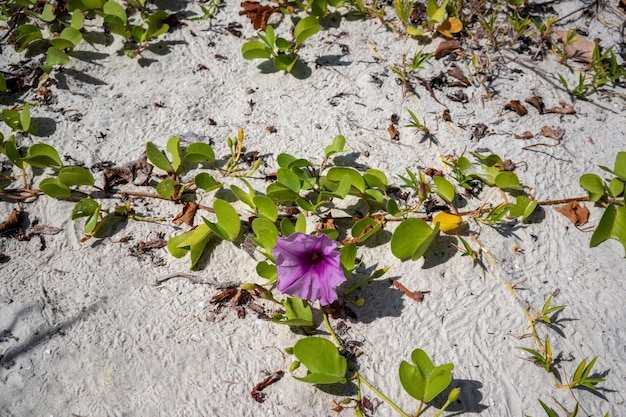 タイの熱帯のビーチに白い砂浜に咲く紫のヤギの足クリーパーの花