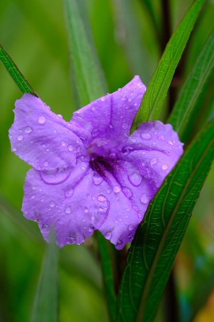 紫の黄金の花。紫の花の花びらに露のしずく。キツネノマゴ科。ルエリア・アングスティフォリア。