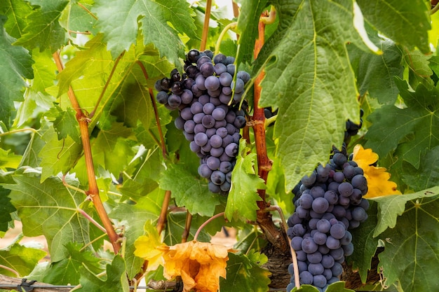 Purple grape bunches and grape leafs