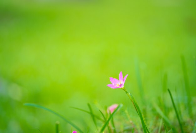 фиолетовый цветок травы на зеленом фоне