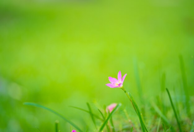 purple grass flower on green background