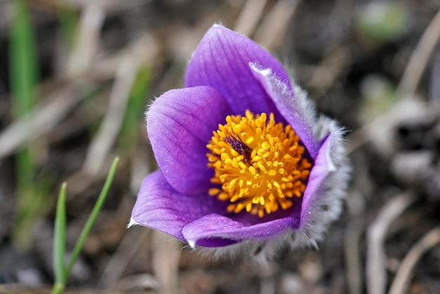 보라색 큰 파스크 꽃 - Pulsatilla grandis - 마른 풀에서 자라는 밝은 노란색 센터가 있는 매크로 세부 사항을 닫습니다.