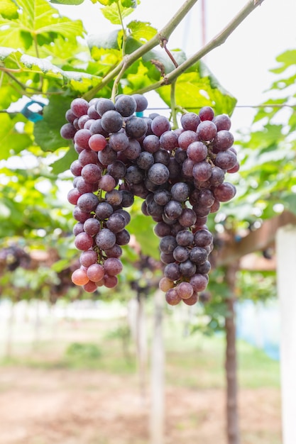 Purple and green Grapes Clustered on the Vine on tree , fruit concept 