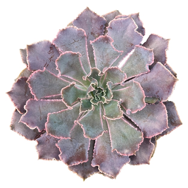 A purple and green plant with a leaf that