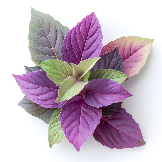 A purple and green plant with leaves on