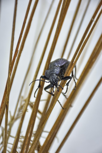 乾いた草の草のカブトムシの紫色のオサムシのクローズアップ