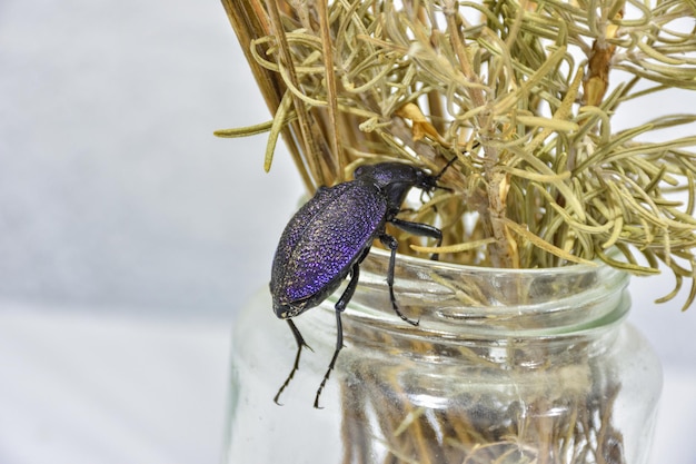 乾いた草の草のカブトムシの紫色のオサムシのクローズアップ