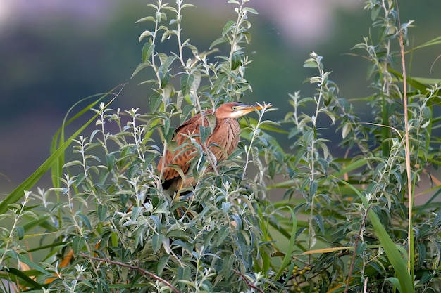 ムラサキサギ（Ardea purpurea）は、柔らかな光線の中で木の密な枝に座って早朝に撃たれます