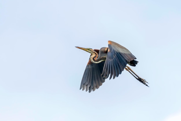 Пурпурная цапля в полете в голубом небе (Ardea cinerea)