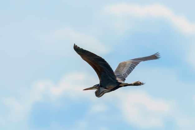 비행 푸른 하늘에 보라색 왜가리 (Ardea cinerea)