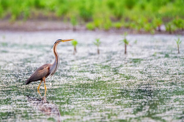 Purple heron wading in the pond