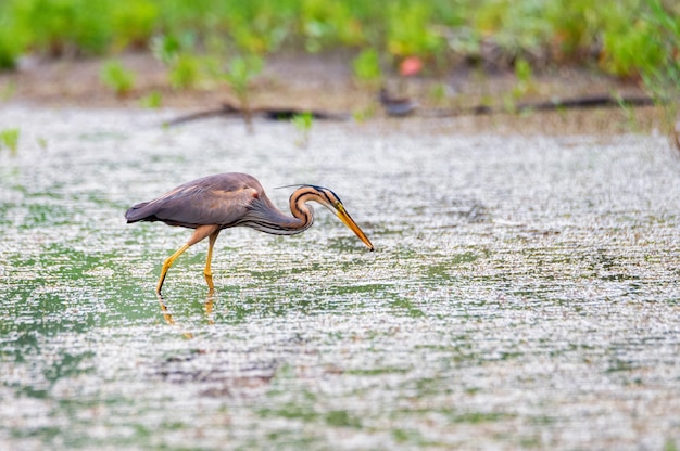 Purple heron wading in the pond