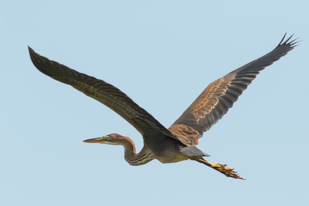 Purple heron!