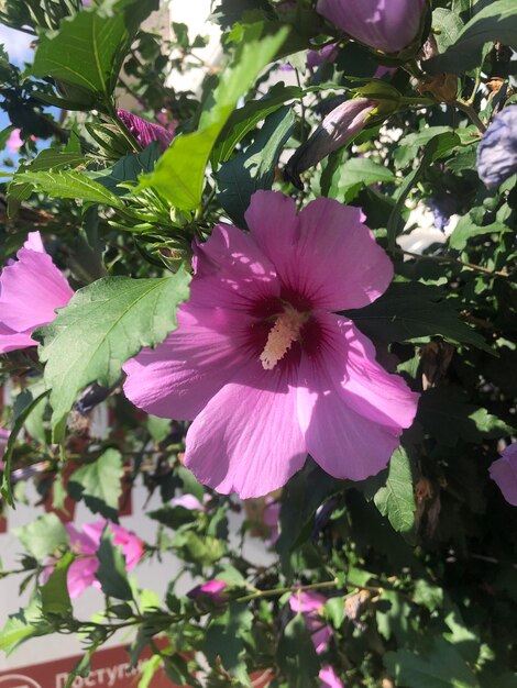 紫のヒビスカスの花の写真