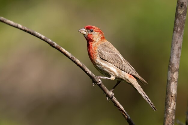 Photo purple house finch male