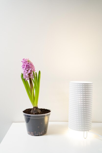Purple house hyacinth on a white shelf next to a lamp The concept of the arrival of spring Image for design