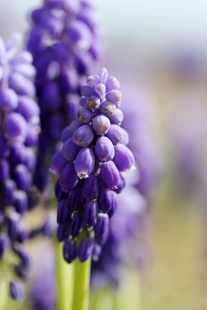 Purple hyacinth in the beautiful nature