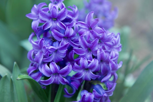 Purple hyacinth flower closeup Blue hyacinth flow spring blooming Soft focus