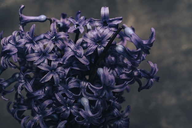 Purple hyacinth flower in vase Macro view