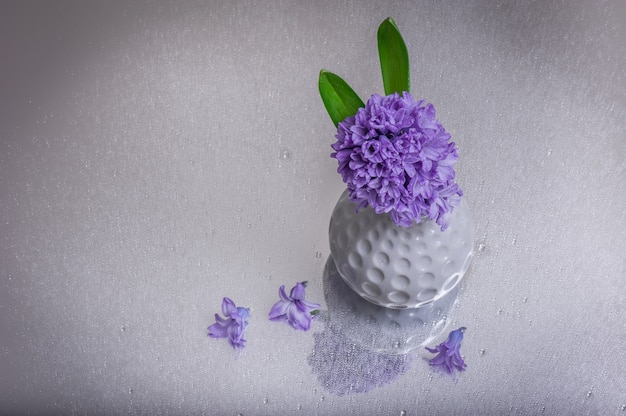 Purple hyacinth flowers with water drops on glass table background.