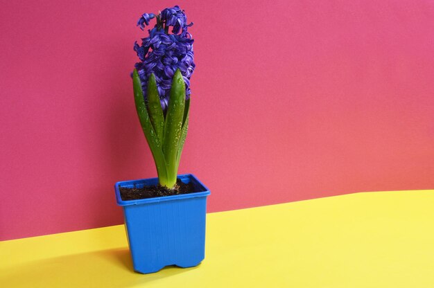 Purple hyacinth in a pot on a bright background